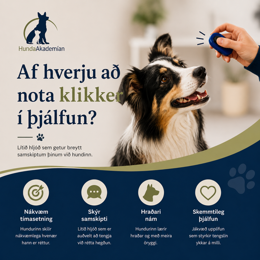 Afhverju að nota klikker í þjálfun?