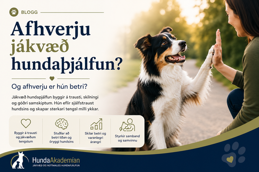 Hvað er jákvæð hundaþjálfun og afhverju er hún betri?